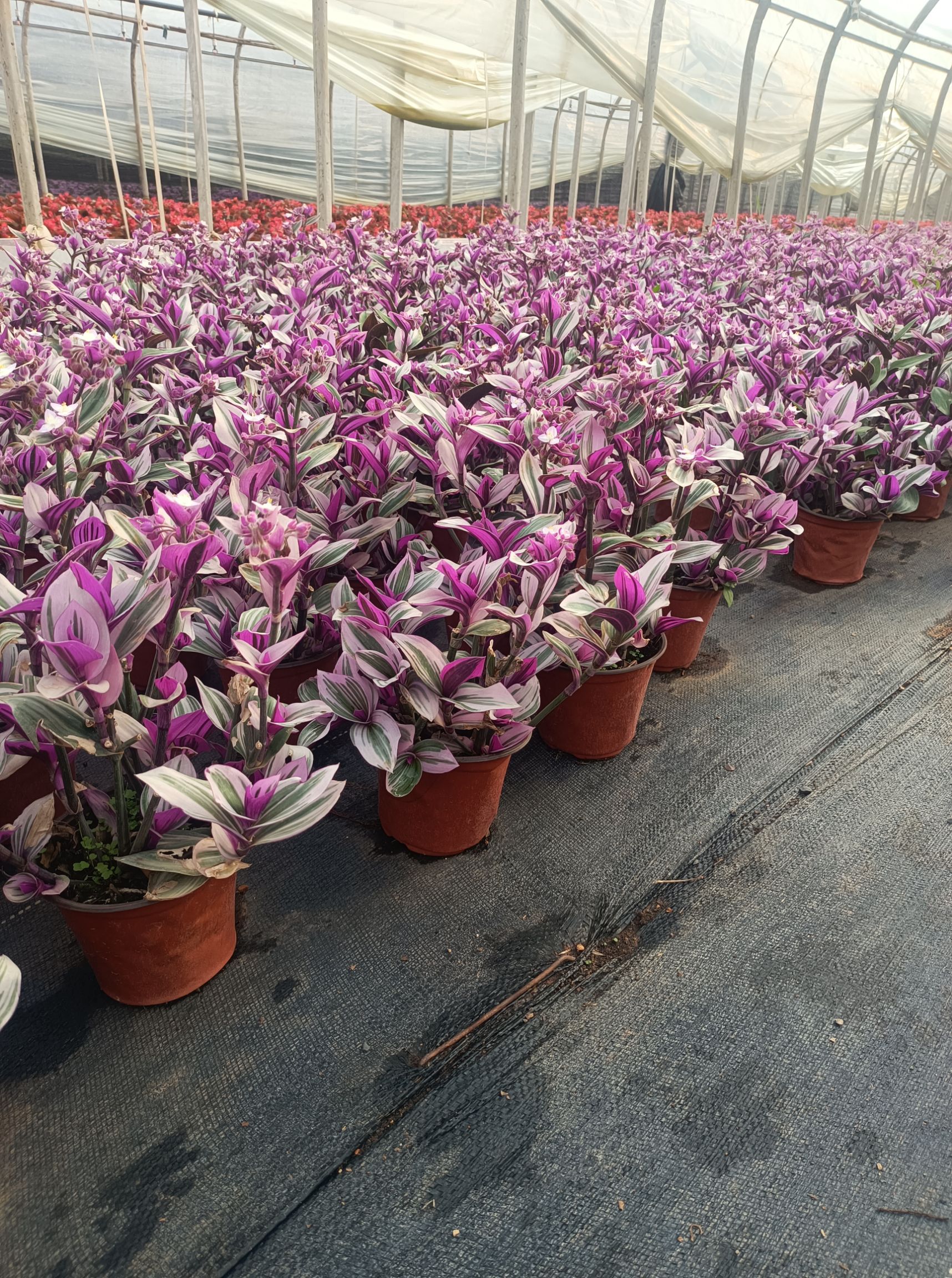 油画婚礼吊兰  油画 苗圃常年直供双色盆油画 各种绿植