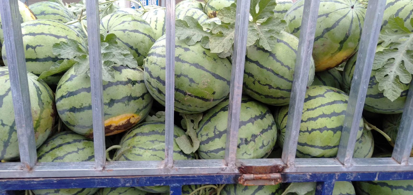 西瓜，甜王西瓜，美都，西瓜，基地直销全国，一手货源，