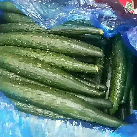 晋中黄瓜