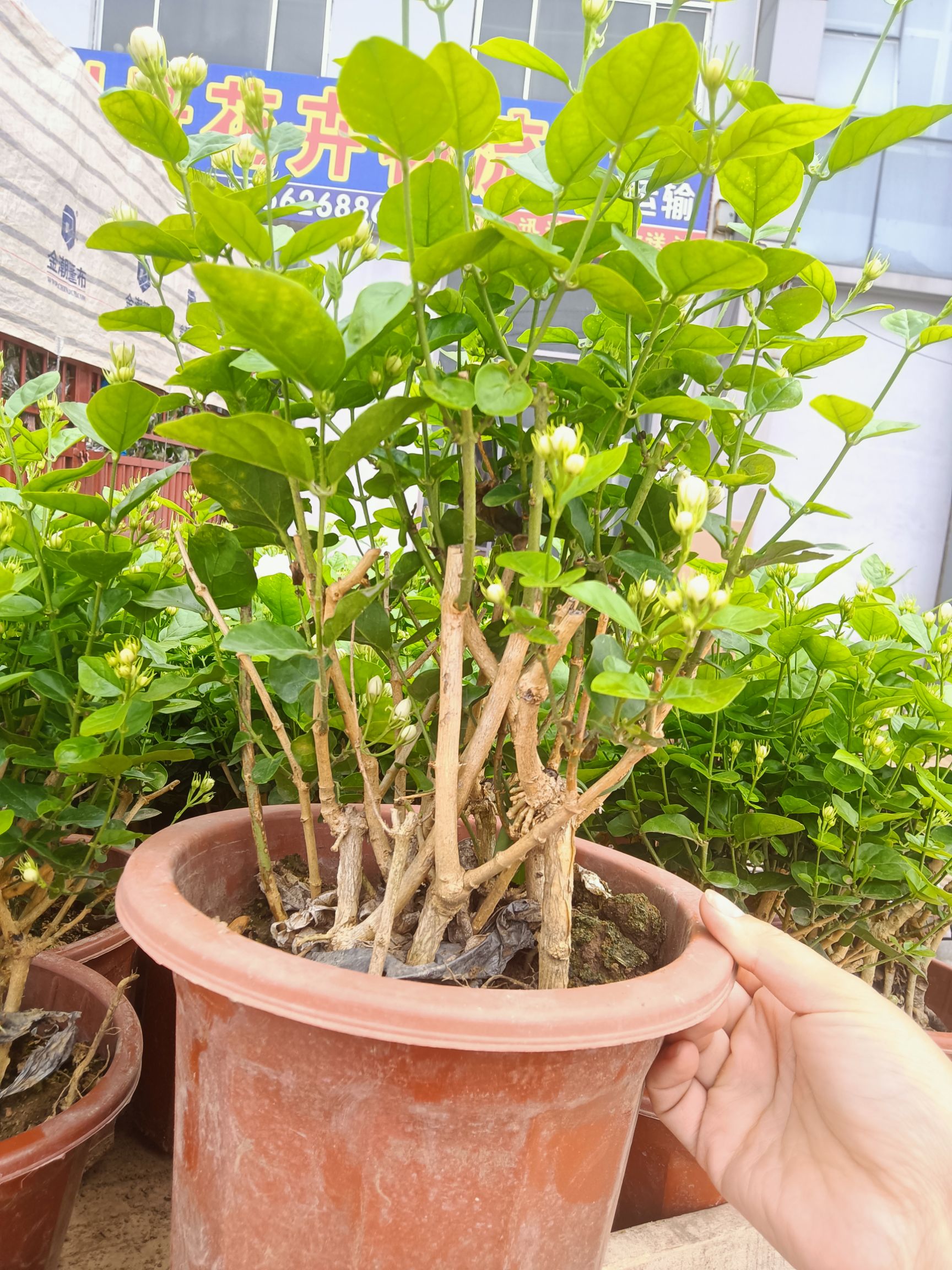  茉莉花白色 基地直销