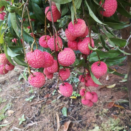 桂平市桂味荔枝，肉厚籽小，香甜可口。