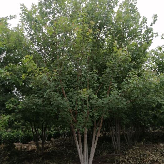石家庄元宝树  元宝枫