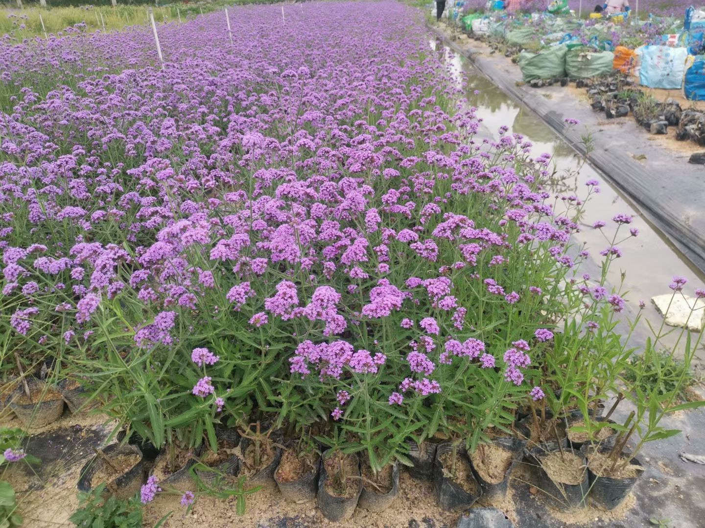 柳叶马鞭草袋苗根系发达 多分枝 适应性好耐旱能力强