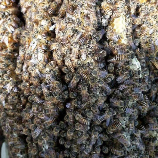 海丰县中华蜜蜂  蜜蜂