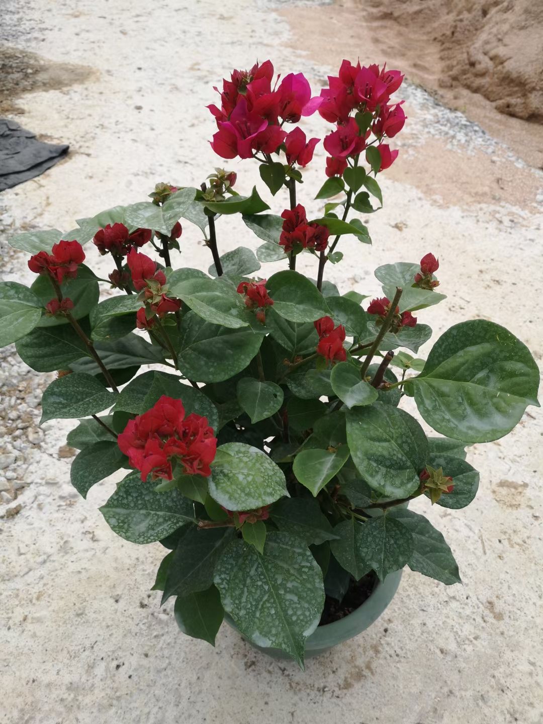 大红三角梅  中国红