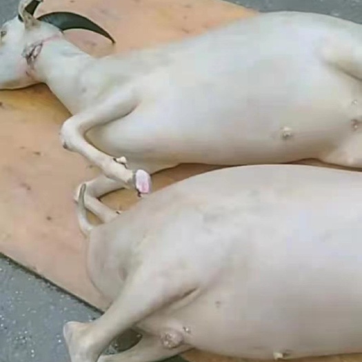 威宁县羊肉类 生肉