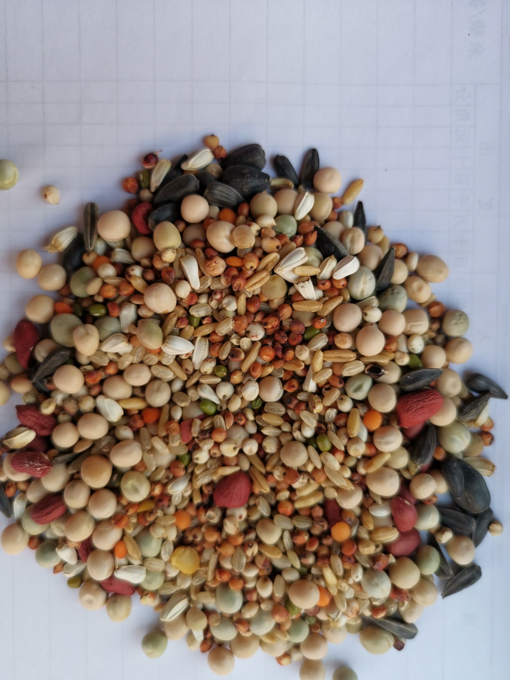 批发鸽粮，无玉米幼及鸽粮