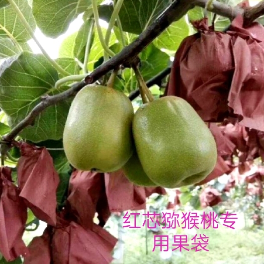 苍溪县种植套袋  本产品是采用美废，木浆，乳胶，铁丝制作，弥猴桃育果专用