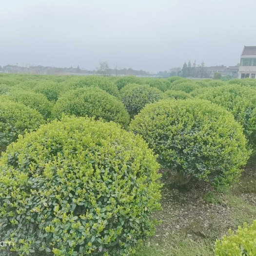 常州 无刺枸骨（金玉满堂，鸿运果，满堂红）
