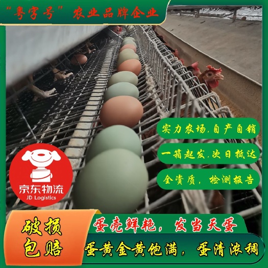 阳春市土鸡蛋  五黑土鸡绿粉蛋，11个一斤，鸡场直发，破损包赔，广东省包邮
