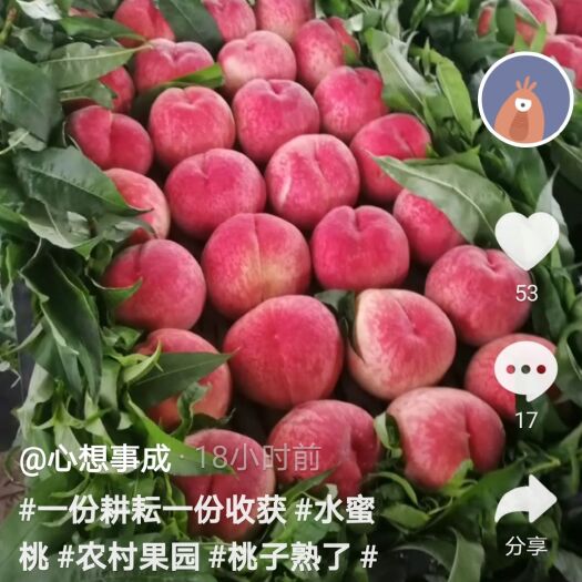 顺平县毛桃上市了，就是价格太高，3.5元油桃上市了，欢迎客户光临。