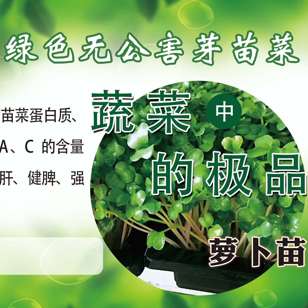 莱阳市水培萝卜芽苗菜