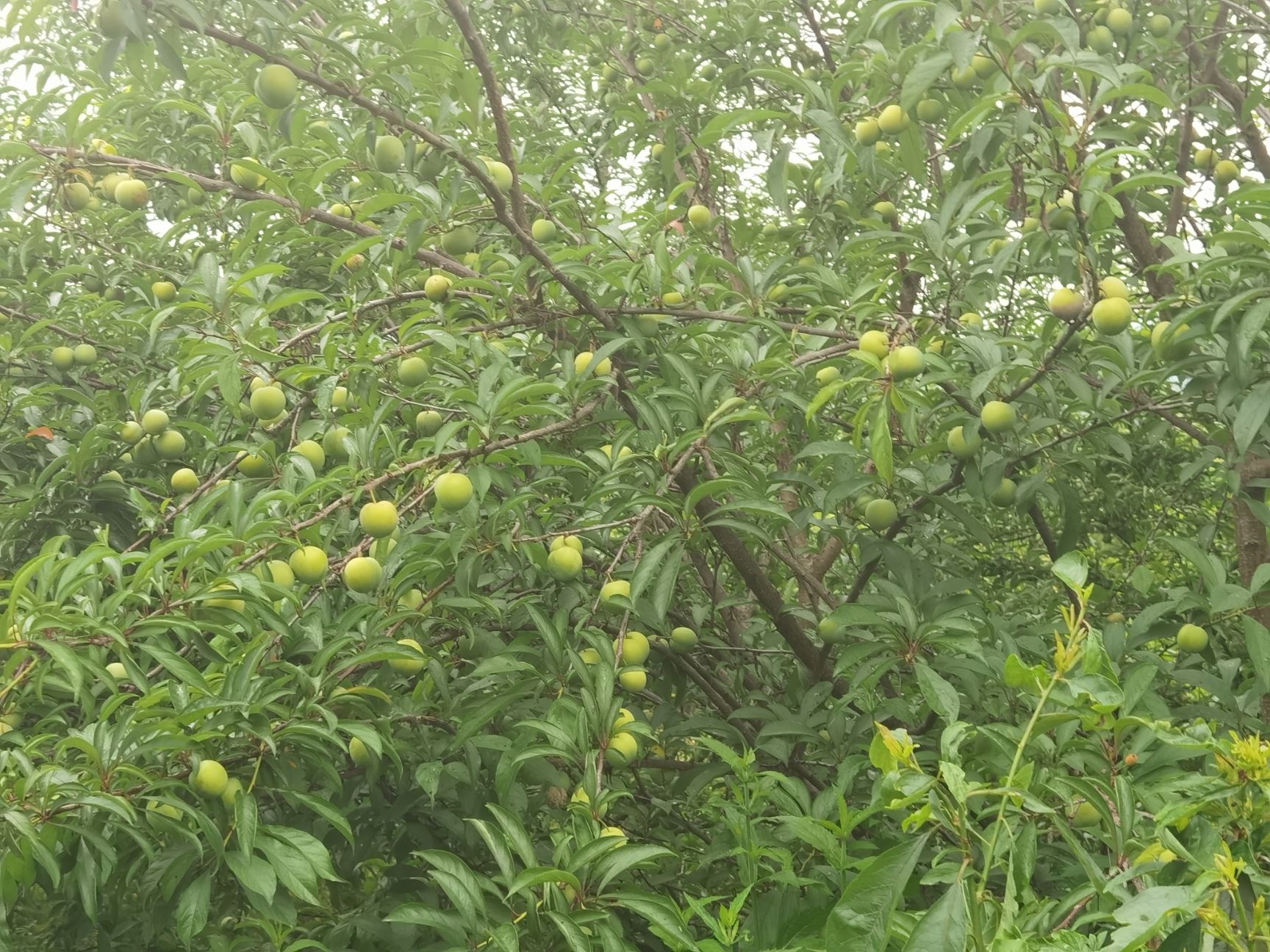 青脆李 重庆市重庆市九龙坡区 