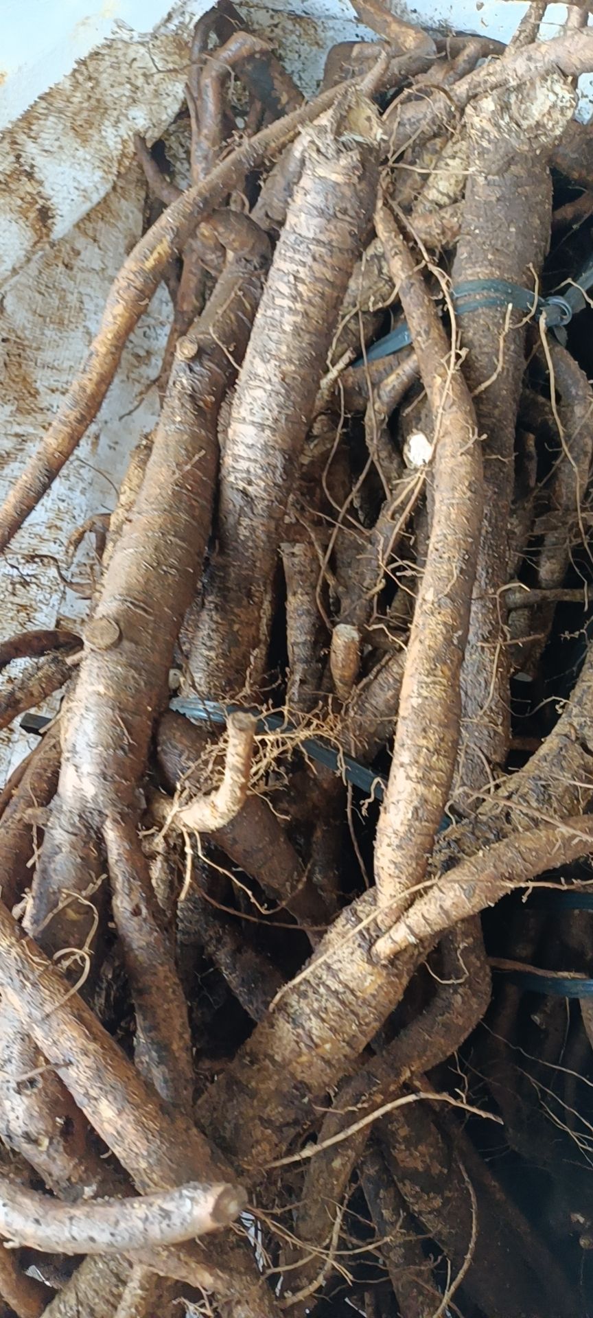 牛大力一手货源5.16