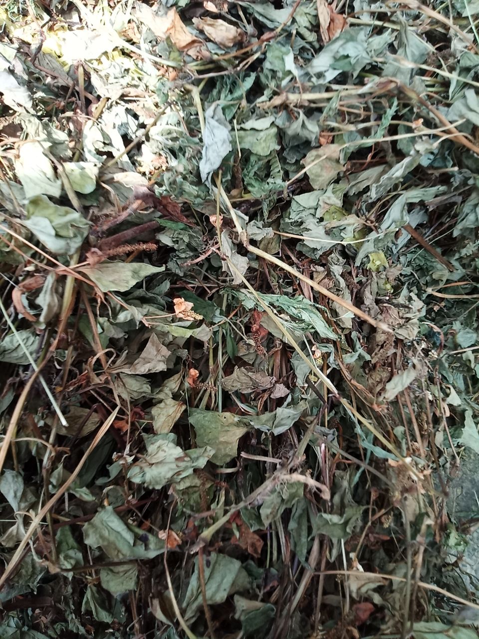 鱼腥草