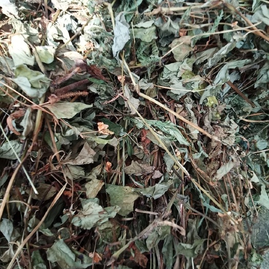 印江县鱼腥草