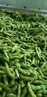 开心绿毛豆～基地直供_货源充足～保证质量