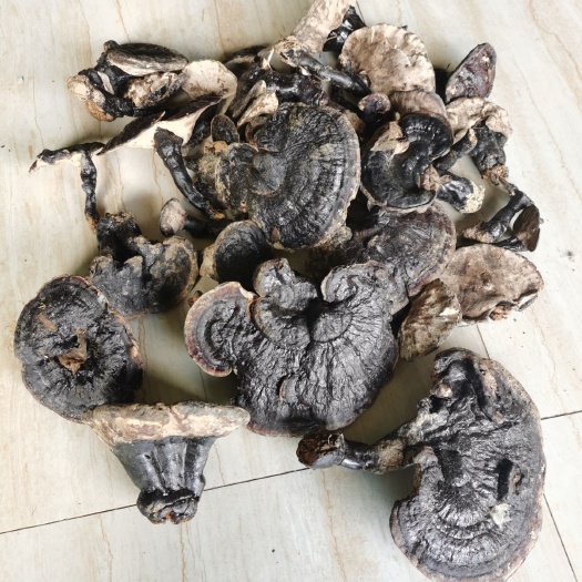 广南县 黑灵芝