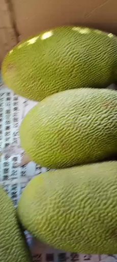 海南三亚菠萝蜜精品大果干苞黄肉现摘现发产地直销价格优惠