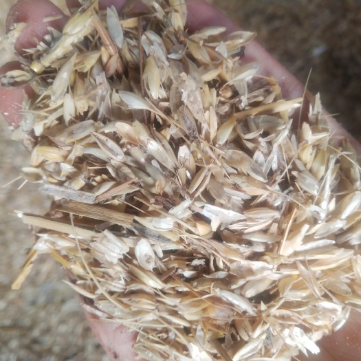 武汉玉米秸秆 牛羊饲料(小麦麦壳麦子)