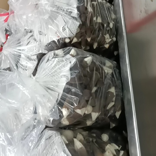 广州鸡枞菌  黑姬枞菌