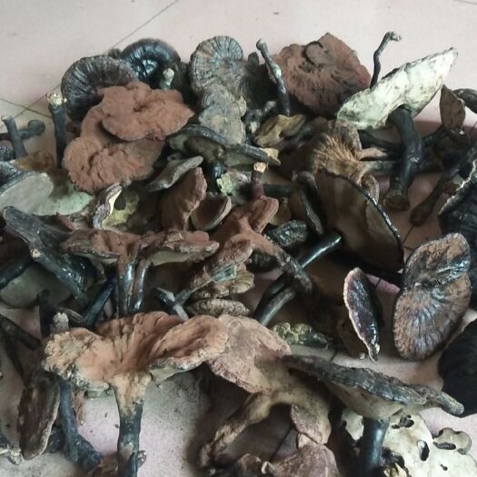 连州市 正宗黑灵芝