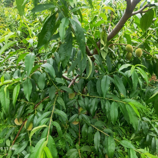 石棉县 锦绣黄桃