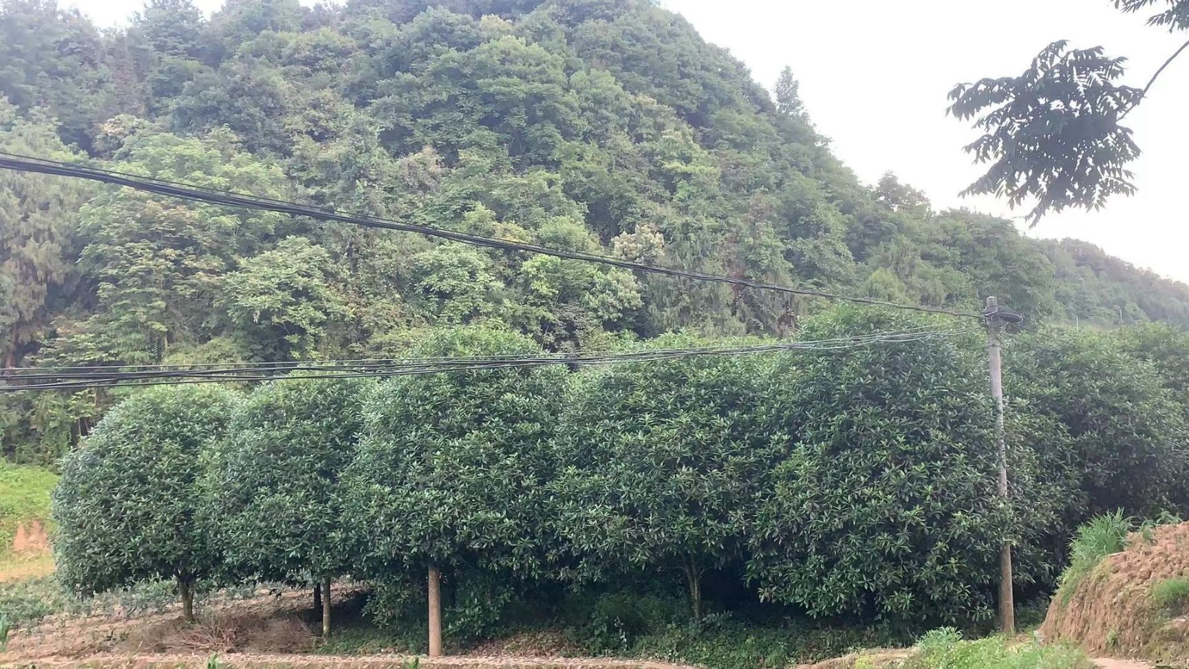 八月桂  桂花树，大概是90多颗，在贵州遵义市，附近有需要的