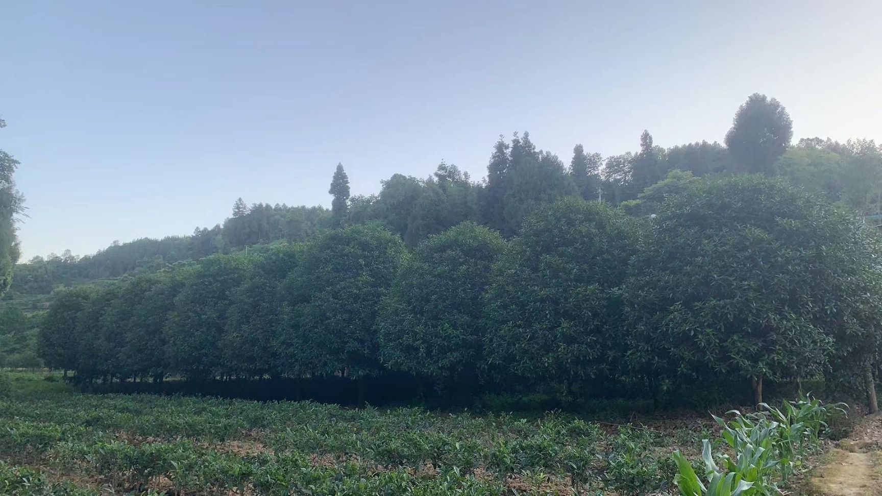 八月桂  桂花树，大概是90多颗，在贵州遵义市，附近有需要的