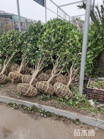 奉新县山茶花
