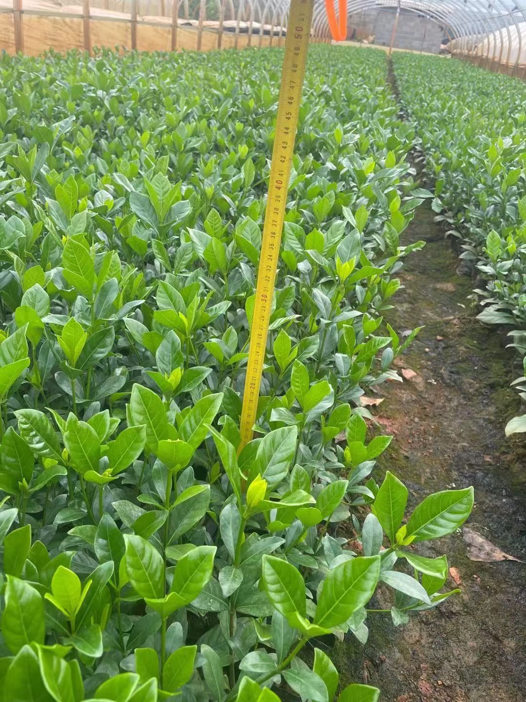 栀子花