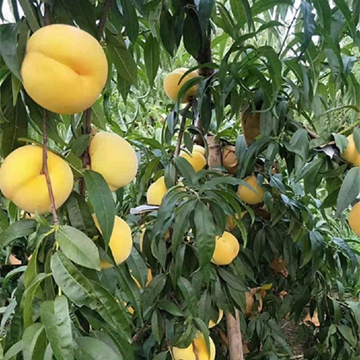 商丘黄金蜜一号黄桃