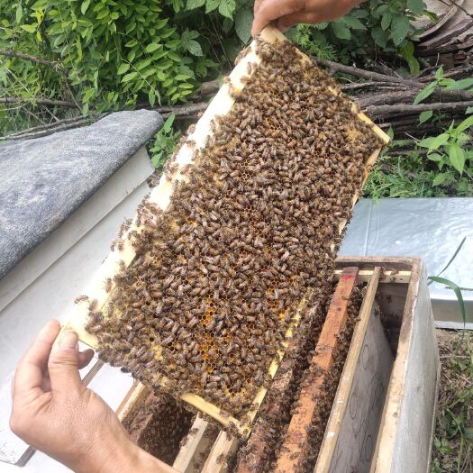 周至县蜜蜂  意
意蜂