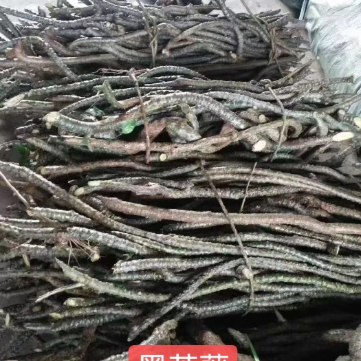 成都苦葛藤  新鲜黑苦藤产地直发跑江湖摆摊展销会热销爆利产品