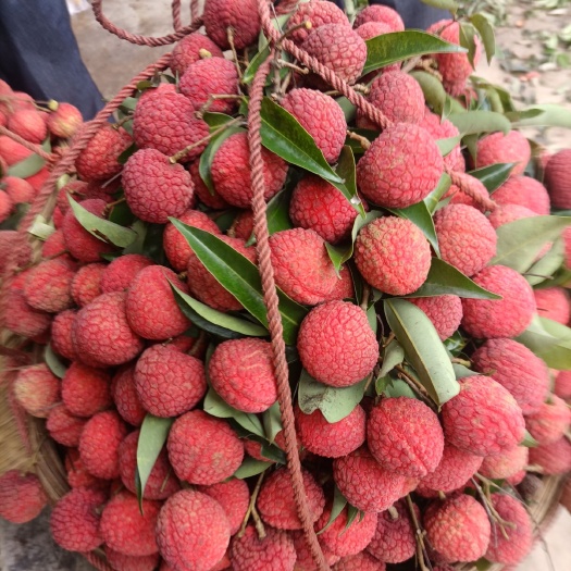 钦州桂味荔枝 茘枝
