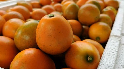 脆蜜金桔  脆密金柑送礼就用礼盒装，原产地直发融安金桔