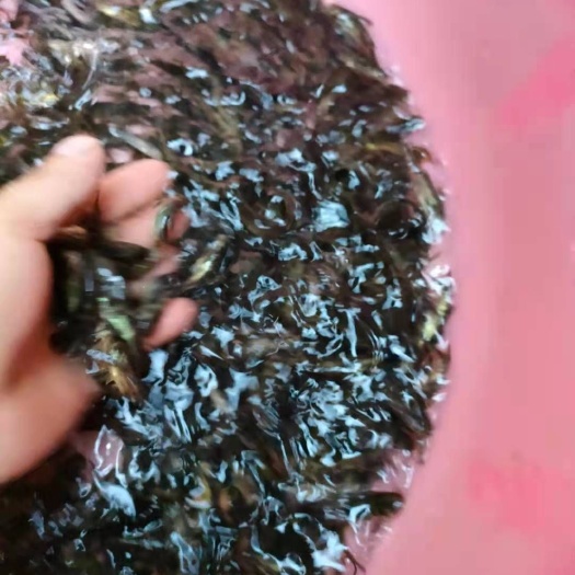 批量供应各种鱼苗