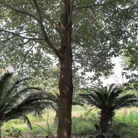 清远 小叶樟树10—30公分