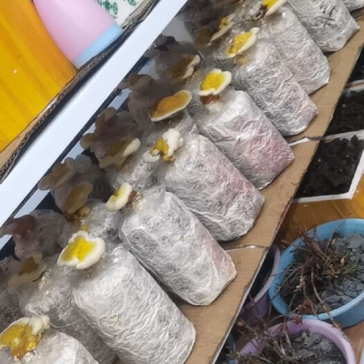 扬州紫灵芝  灵芝，有要货的老铁可以联系我（保证质量）希望长期合作