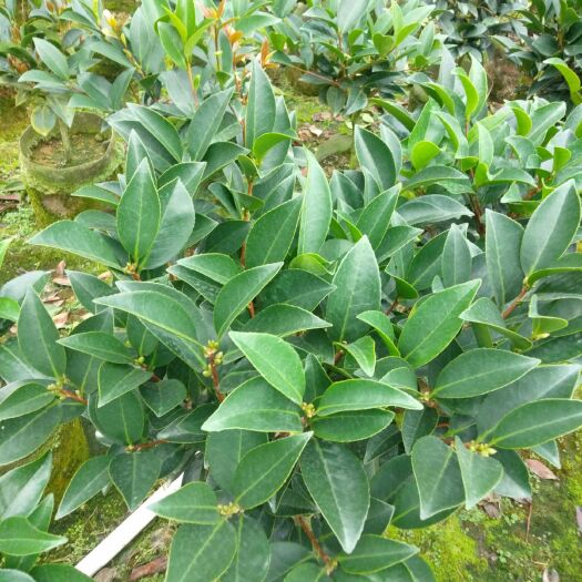 高州市杜鹃红  四季茶花。