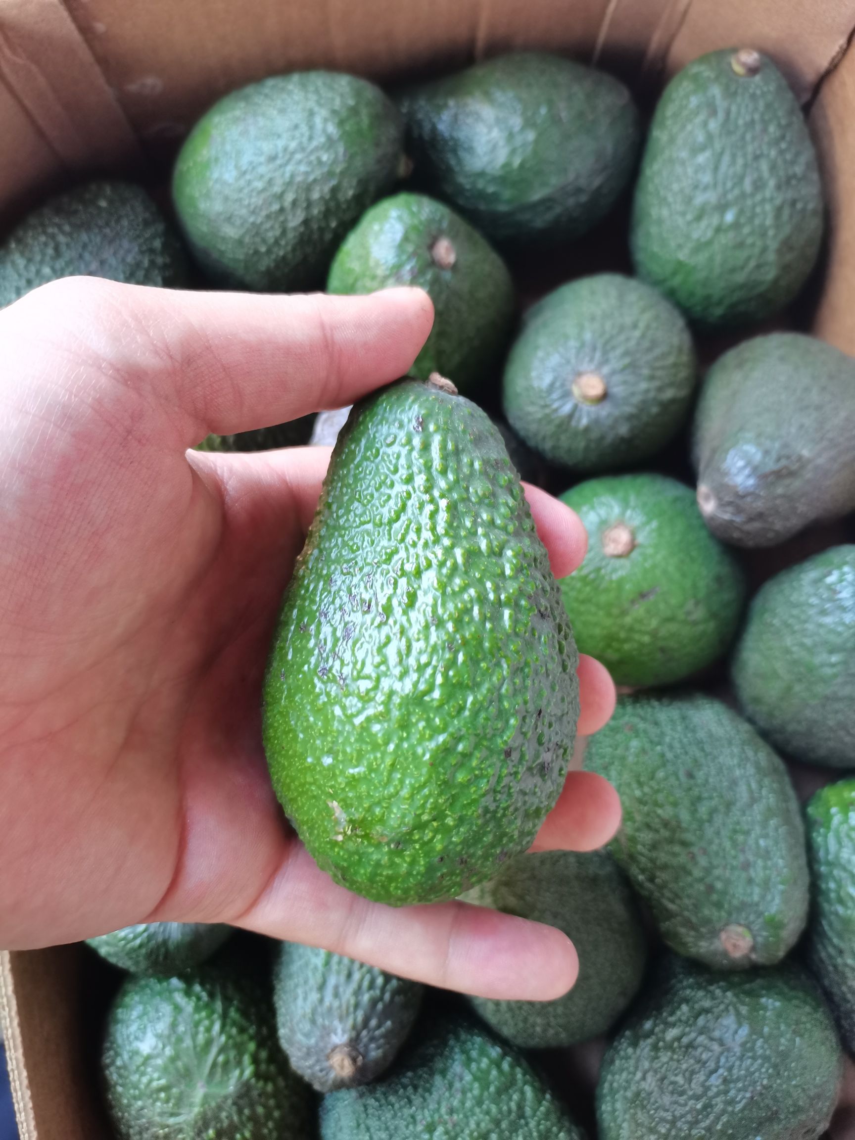 墨西哥牛油果，20头，价格便宜，要的联系