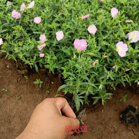 青州市月见草