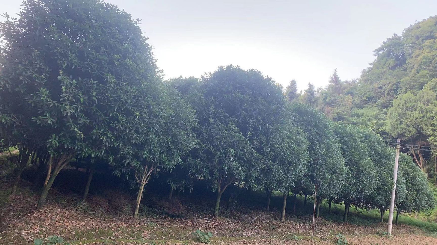 八月桂  桂花树，大概是90多颗，在贵州遵义市，附近有需要的
