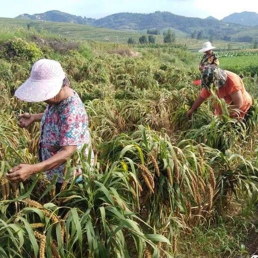 黄小米内蒙古大金苗5斤/袋顺丰包邮月子米绿色食品 资质齐全