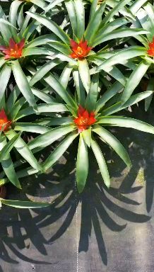 凤梨花 鸿运当头风梨鲜花小红星