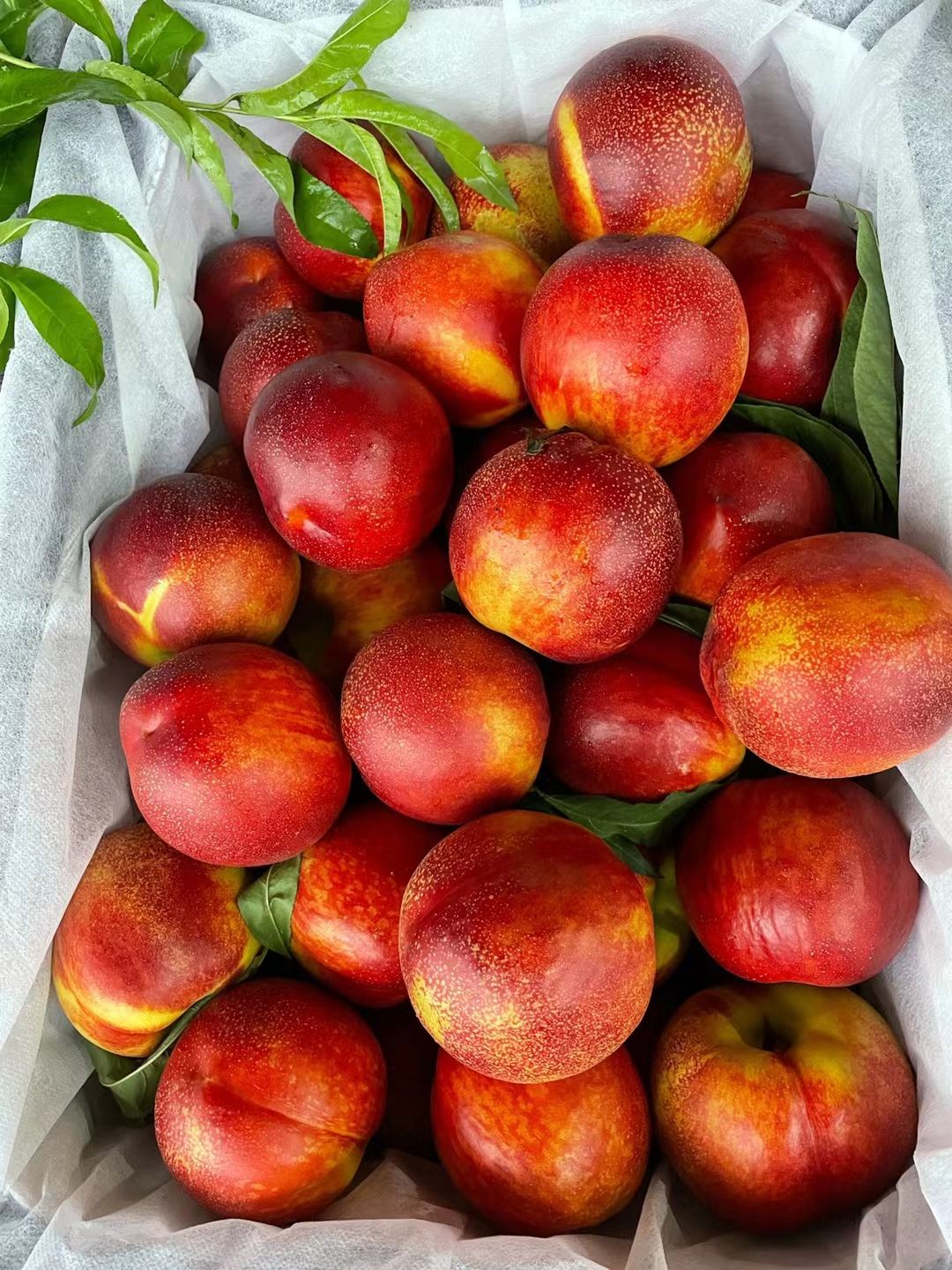 中油油桃  砀山露天油桃大量上市