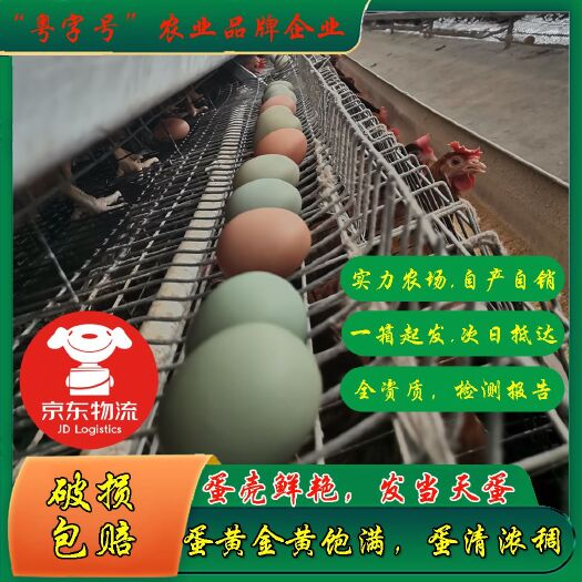 阳春市 广东红心绿壳蛋，蛋黄金黄饱满，蛋清浓稠，自产自销，包邮包破损