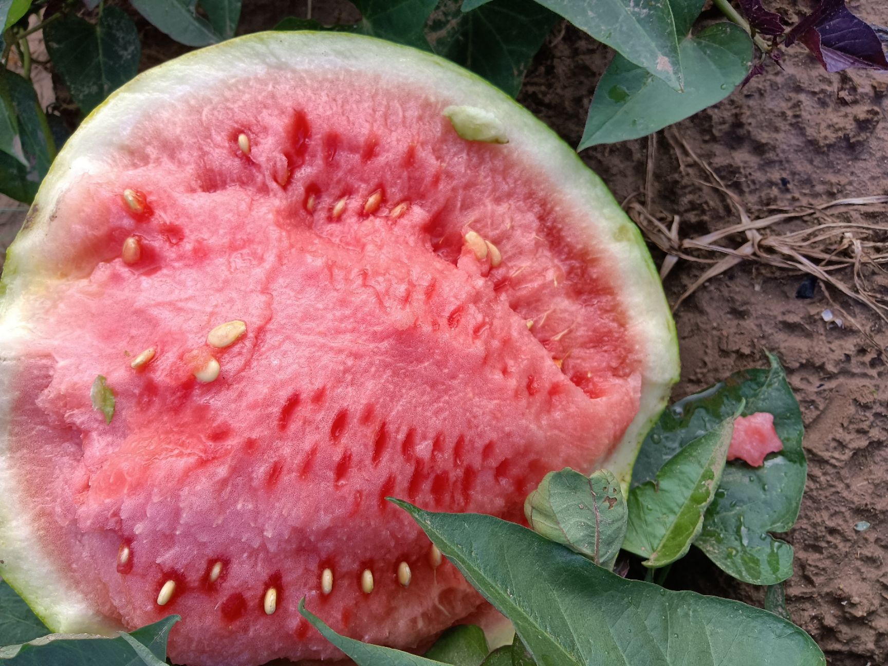 美都西瓜 精品美都