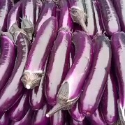 博爱县紫长茄大量上市供应中，质优价廉，可满足一切包装运输需求
