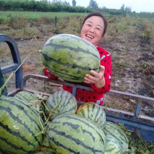 老河口市西瓜，甜王西瓜，美都，8424西瓜，基地直销全国，一手货源，